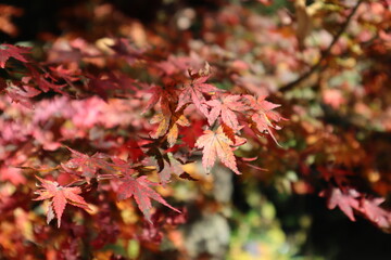 紅葉