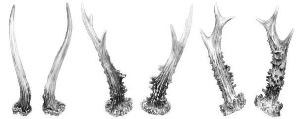 Roe Deer Antlers - three pairs on white background © Anna