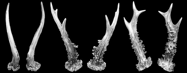 Roe Deer Antlers - three pairs on black background © Anna