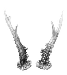 Roe Deer Antlers 2