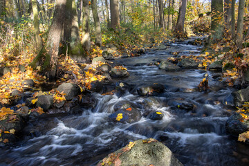 A water cascade in autumn forest with fallen leaves. Water flows around the stones in the river.