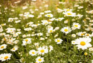 Many blooming daisies in a small garden
