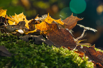 Close-up view with backlight on colorful leaves fallen on green moss in autumn forest.