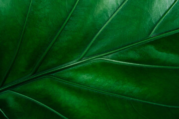 closeup  view of green leaf in garden, dark wallpaper concept, nature background, tropical leaf
