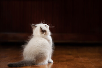 fluffy kitten plays. Bicolor Rag Doll Cat. on the floor on a brown at home