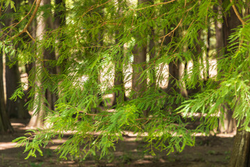 Paisagem de folhas dentro de um parque. Imagem art&iacute;stica. 