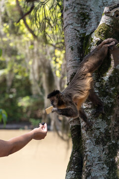 Macaco recebendo alimento de um humano