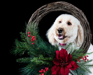 White Standard Poodle dog looking through holiday Christmas wreath