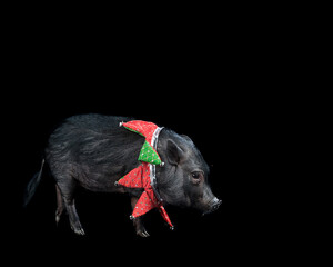 Pot Bellied Pig wearing red and green holiday Christmas collar isolated on black background.