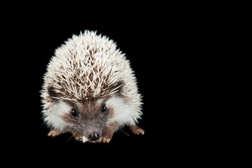 A cute hedge hog sitting on a black studio backdrop looking at the camera.