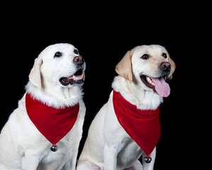 Two white Labrador Retrievers dogs isolated on black wearing red and white holiday Christmas scarves