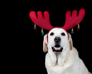 White Labrador Retriever dog isolated on black wearing red holiday Christmas antlers.