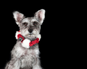 Silver Grey Schnauzer dog isolated on black wearing red and white holiday collar.