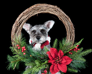 Silver Grey Schnauzer dog isolated on black wearing red and white holiday collar looking through center of wreath.