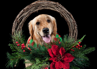 A golden retriever dog wearing a holiday Christmas red and green collar looking through center of wreath isolated on black.