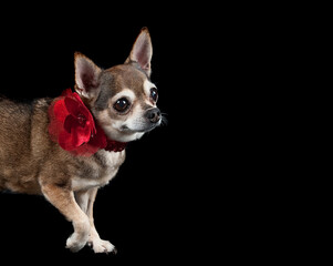 Cute brown Chihuahua dog with holiday Christmas collar isolated on black