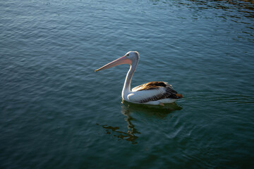 pelicans on the water