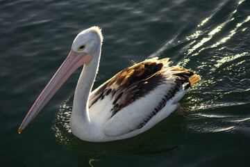 pelican on the water