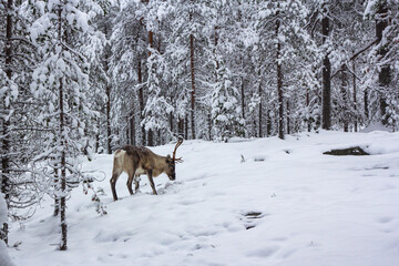 The deer in the snow of winter forest.