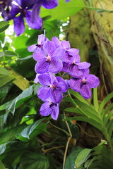 Blue orchid or autumn lady's tresses (Vanda coerulea) flower