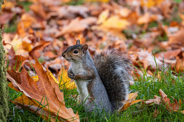 one cute grey squirrel with brown fur standing on orange leaves filled grassy ground in the park