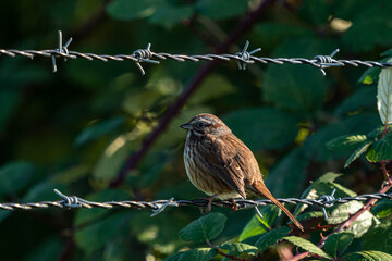 one sparrow resting on the barbwire on a sunny day in front of the bushes