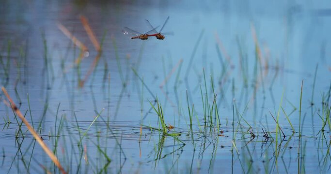 A pair of dragonflies are mating above the water on Vrana Lake nature Park in Croatia 