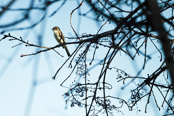 bird on branch