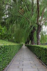 A trimmed green belt in the park