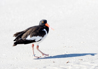 A banded American Oyster Catcher  foraging on St. Pete Beach , Florida on the Gulf of Mexico.