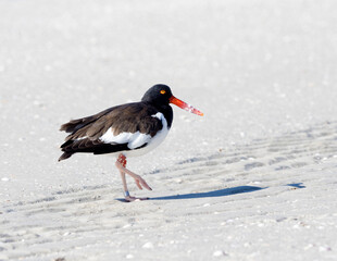 A banded American Oyster Catcher  foraging on St. Pete Beach , Florida on the Gulf of Mexico.