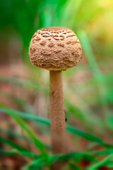 Young parasol agaric mushroom growing in the forest