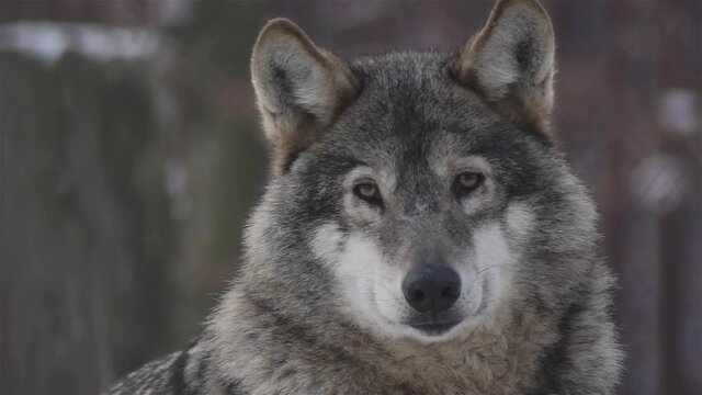Wolves in the winter time, pack behavior in the snowy forest, on frost when they become tense,cleaned up with video denoiser, slow motion.
