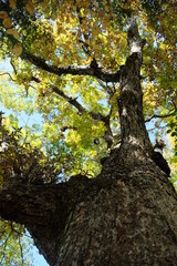 山の紅葉。Orange color leaves in a mountain area, autumn time Japan 