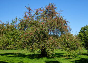 Crab apple tree (Malus Hyb 2) full of red fruit in late summer in Dominium Arboretum in Ottawa