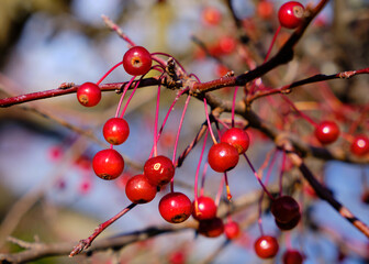 Fruit on branch of a Robinson Crabapple tree on a sunny day hanging from branch - obrazy, fototapety, plakaty