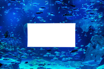 moсkup on water with floating sea fish in the aquarium. for greetings and postcards, ads. blue natural sea background.