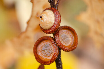 acorns