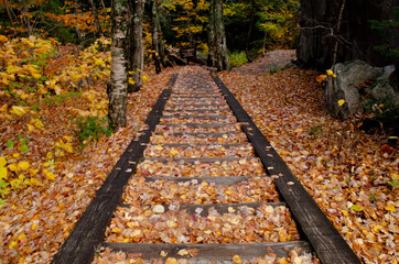 Fototapeta premium autumn in the park