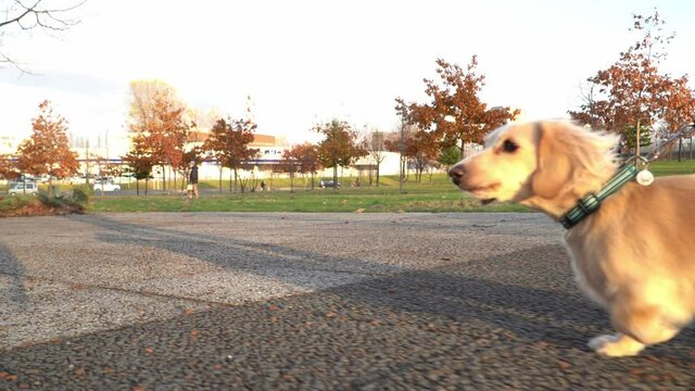 歩くミニチュアダックス 