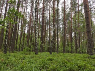 trees in the forest