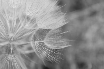 seed of dandelion