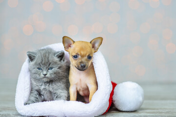 Fototapeta na wymiar A small puppy and a fluffy kitten are sitting in wrapped in a santa hat and lying on the floor
