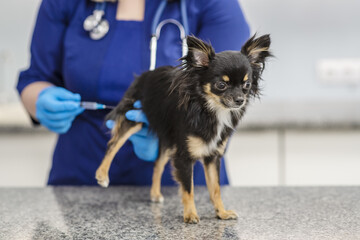 Veterinarian gives an injection to a small brown dog. Closeup image