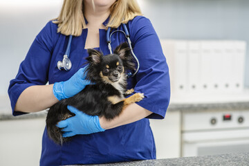 Veterinarian and dog breed long-haired chihuahua. Pet Health Concept