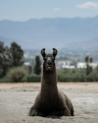Hola, ¿Qué hace? © Marcos