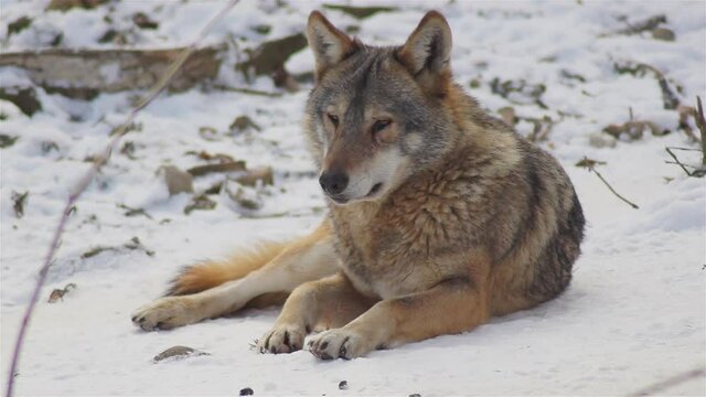 Wolves in the winter time, pack behavior in the snowy forest, on frost when they become tense,cleaned up with video denoiser, slow motion.