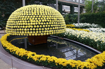 Yellow chrysanthemum flowers arranged as a shape of a canopy
