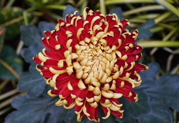 The red and light yellow color of intermediate incurve mum 'St Tropez' flowers