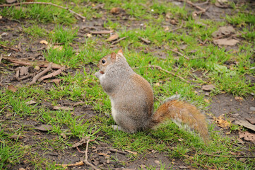 squirrel in the park